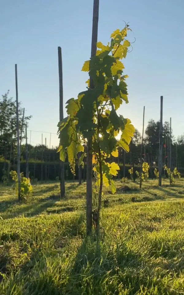 La table du bonheur, 17 augustus, Vineyard Vibes, Fijnaart - Afbeelding 5
